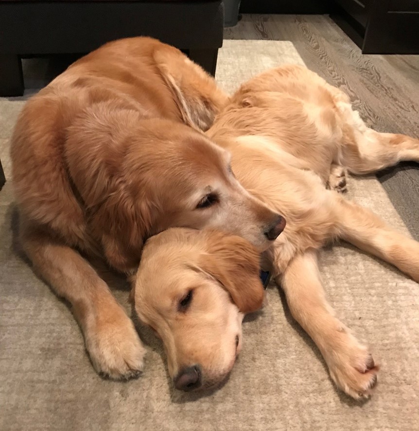 ​  Bentley and Kodi, two of the Firstbrook family’s beloved pet dogs and the inspiration for the new “Goldie, Bentley & Kodi’s Run” ​
