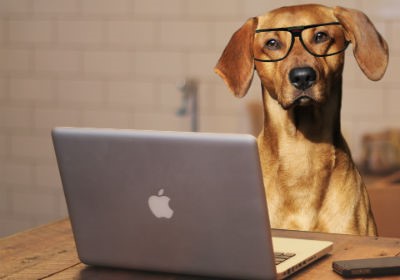 Chien portant des lunettes assis devant un ordinateur portable   