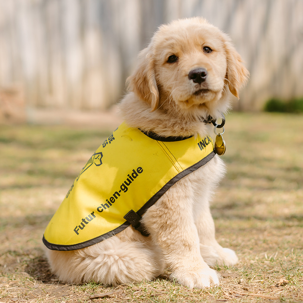 Jamie, a future CNIB Guide Dog, sits in a side profile and looks at the camera