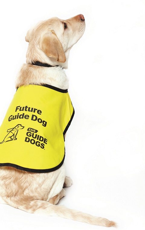CNIB Guide Dog puppy in training from behind, looking to the right