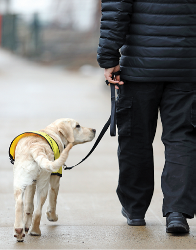 man walks with guide dog, from behind