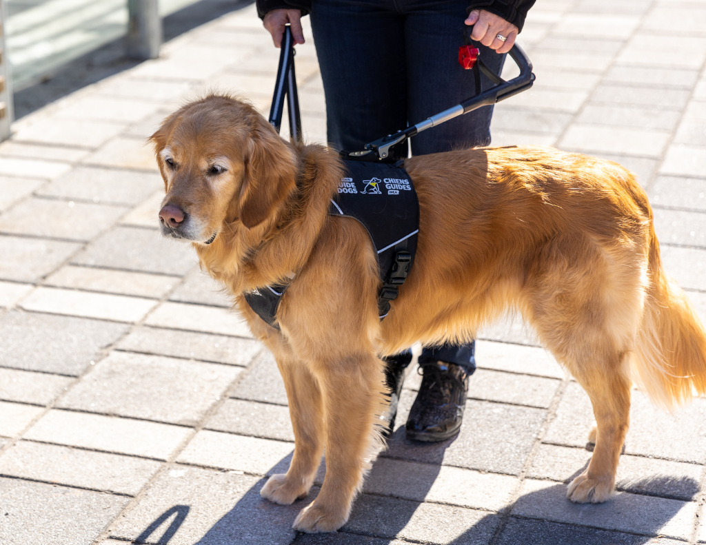 A Golden guide dog in harness. The handler firmly holds the guide dog’s harness, and the team is paused on the sidewalk.