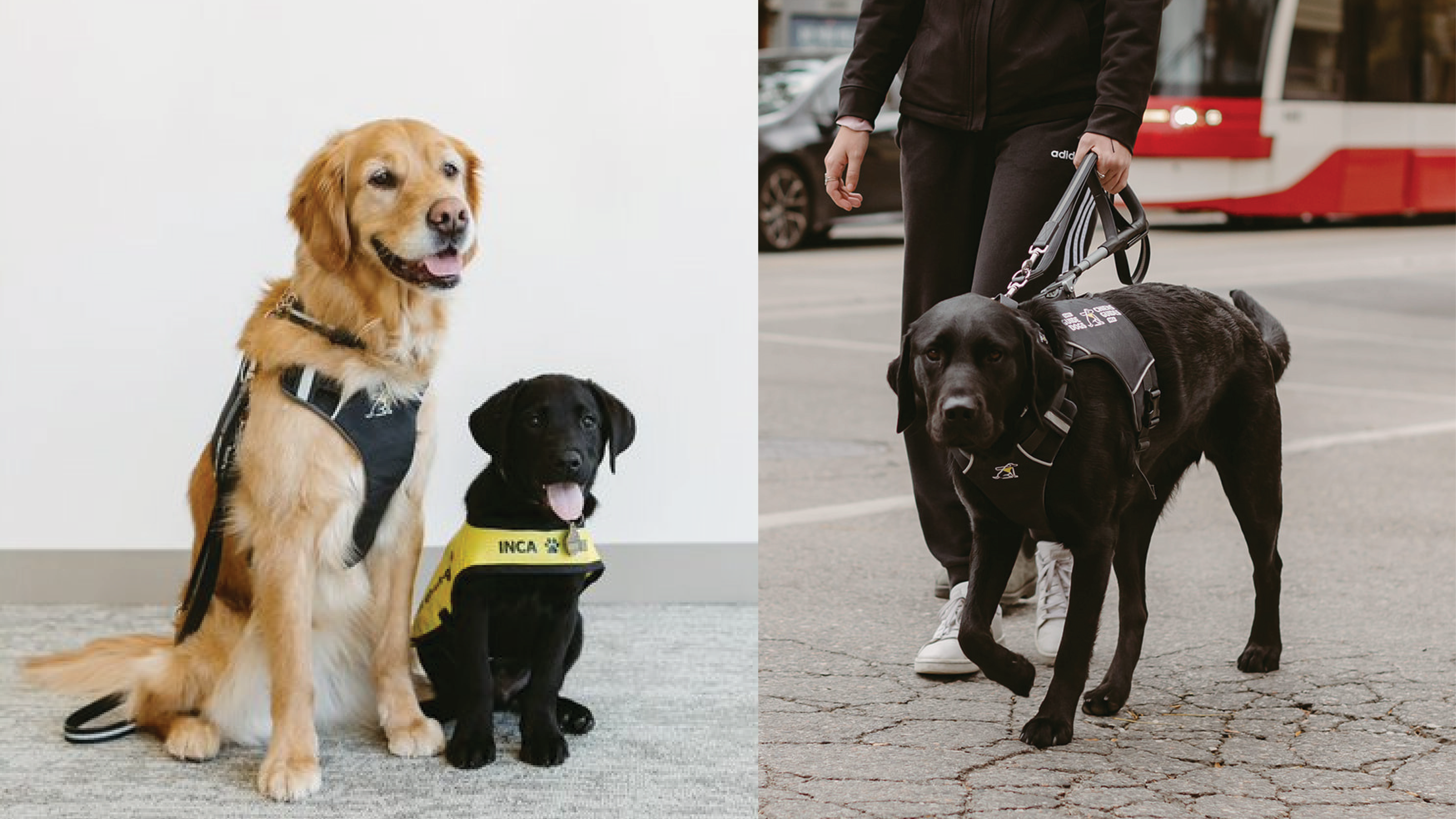 Two images. Left: A professional photoshoot. A yellow guide dog in harness sits next to a tiny black pup in training. Right: A guide dog hander crosses a busy downtown street with their black guide dog in harness. 