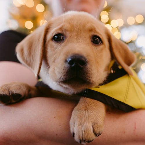 A person holds a yellow puppy wearing a yellow CNIB Guide Dog in Training vest. The pup is resting in their arms. 