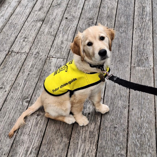 A yellow puppy wearing a CNIB Guide Dog in Training vest. The pup is laying down on a carpeted floor. 