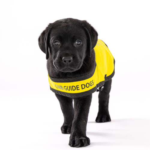 A black puppy wearing a CNIB Guide Dog in Training vest walks towards the camera. 