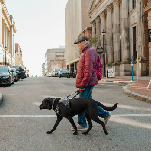 A guide dog team crosses a city street. The older male handler firmly holds the guide dog’s harness, and the team is in motion.