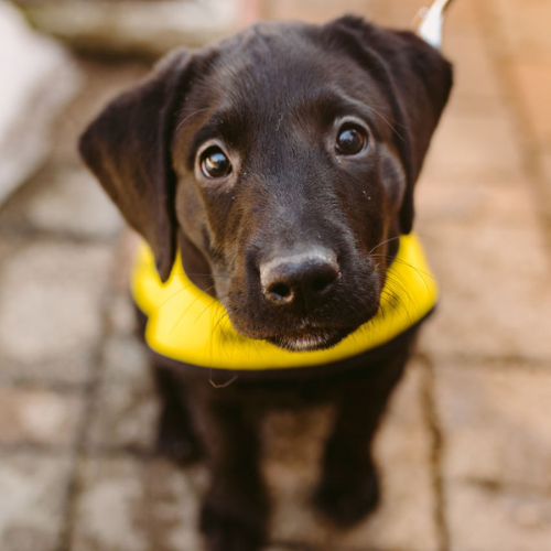 A black puppy wearing a CNIB Guide Dog in Training looks directly into the camera. Puppy eyes!