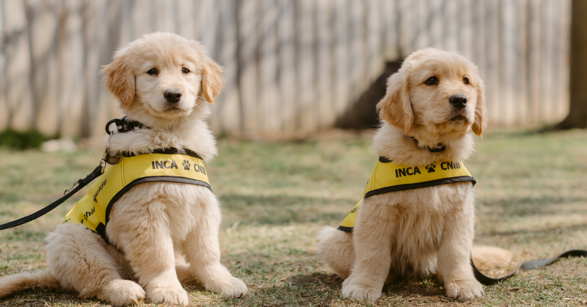 Two yellow Labrador puppies, future guide dogs, sit together in a sunny backyard, sporting their bright yellow CNIB Guide Dog vests