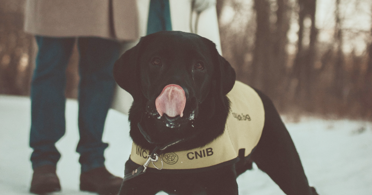 A playful black Labrador puppy, Bambi, enjoys a snowy day. Her tongue is out.