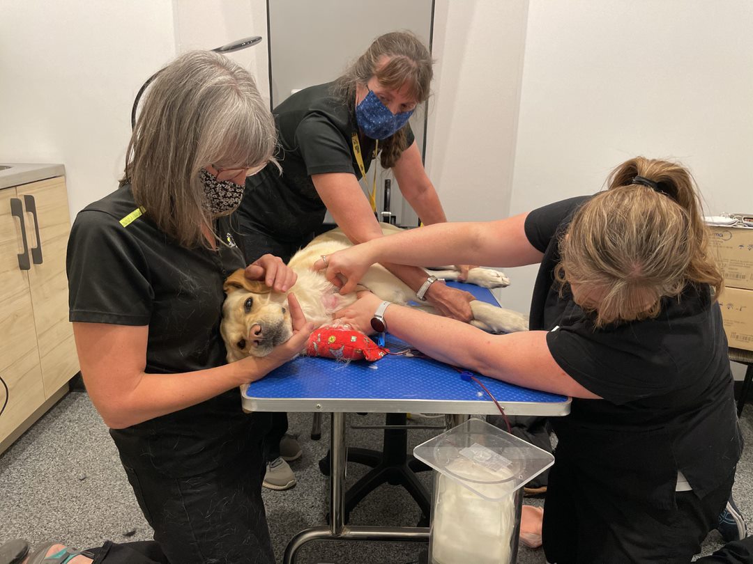 Un labrador retriever blond allongé sur la table d'une vétérinaire; une technicienne vétérinaire administre une perfusion en prélevant du sang au chien tandis qu'une autre personne le flatte pour le garder calme