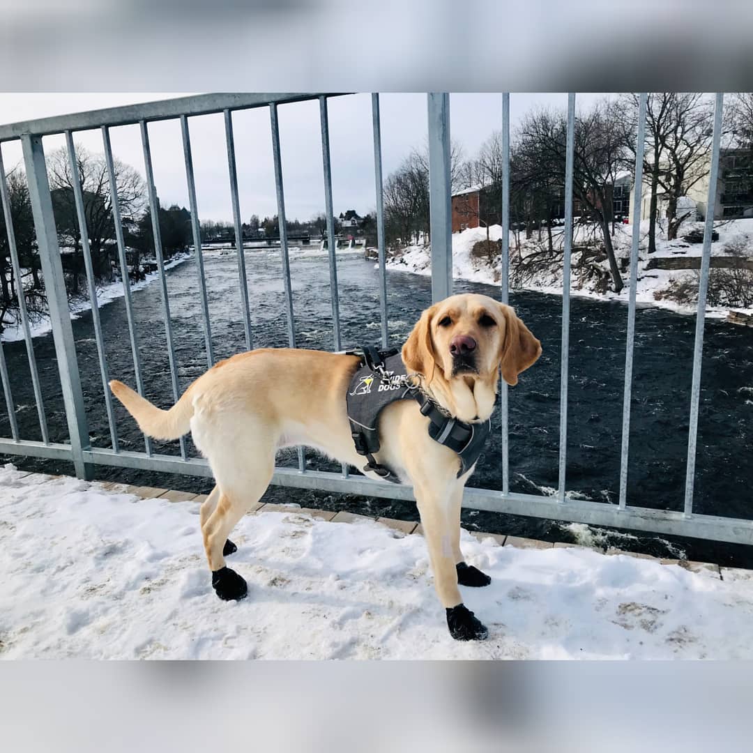 A yellow Lab wearing a CNIB Guide Dogs harness, standing on a bridge in the snow wearing black boots to protect her feet from the cold.