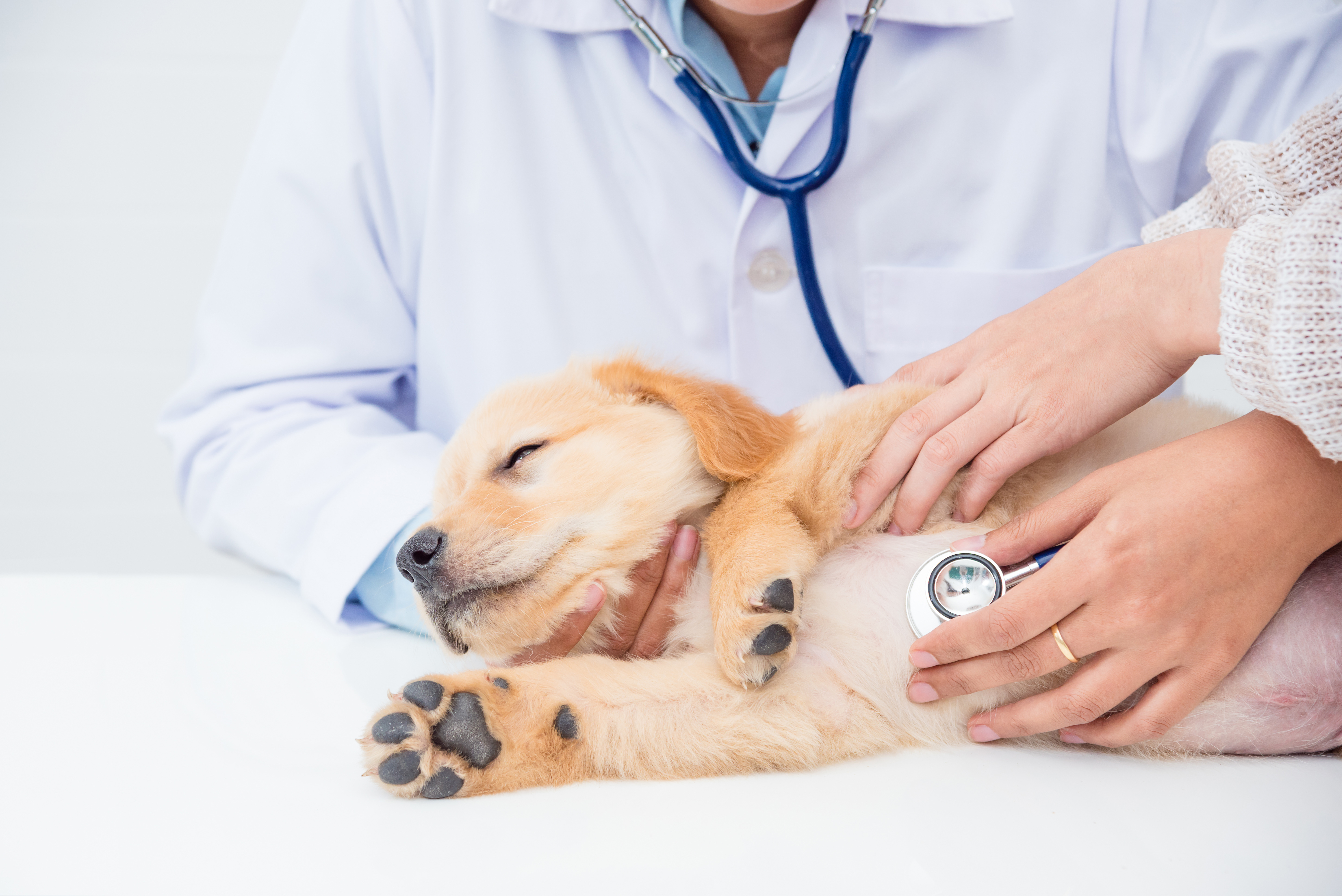 A veterinarian with a stethoscope on a golden retriever puppy’s chest, listening to his breathing.