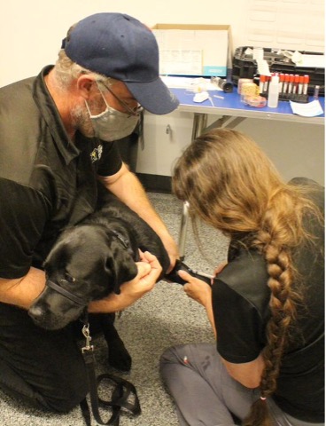 Un labrador noir est tenu par un dresseur de chiot, tandis que le technicien fait une prise de sang.