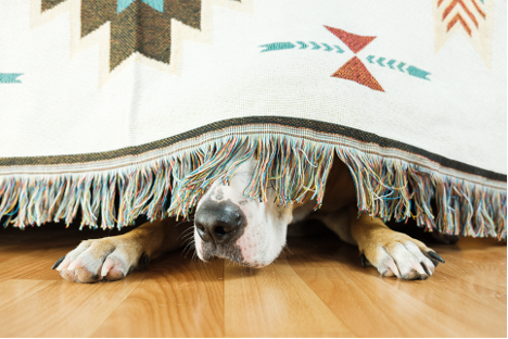 Un chien caché sous une couverture sur le sol laisse entrevoir son museau et le bout de ses pattes.