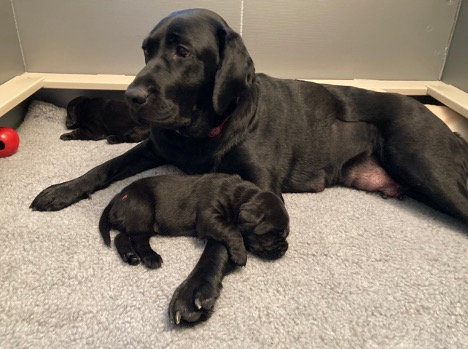 Mom Riley (a black lab) sits on a dog bed with two of her puppies. 