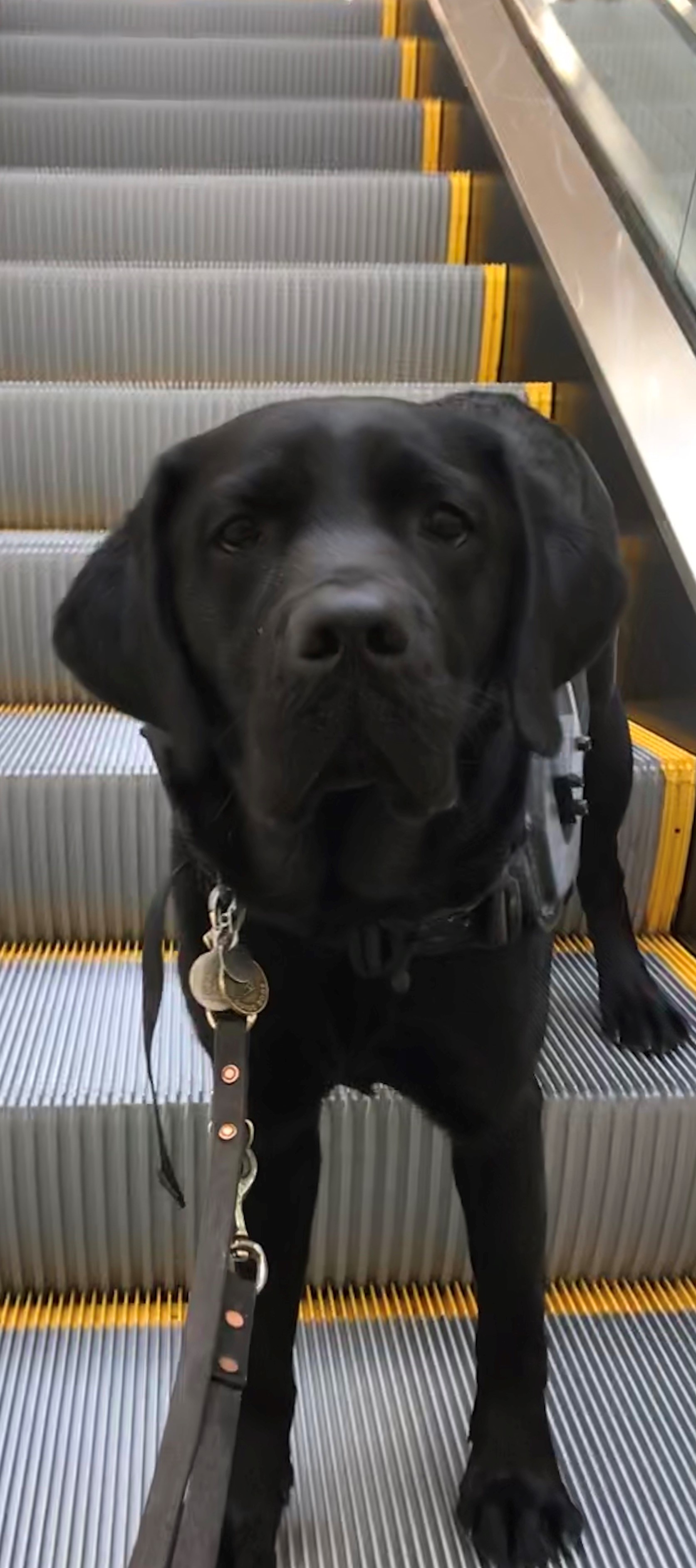 Rookie, un Labrador noir en harnais et en laisse, assis au pied d’escaliers roulants. 