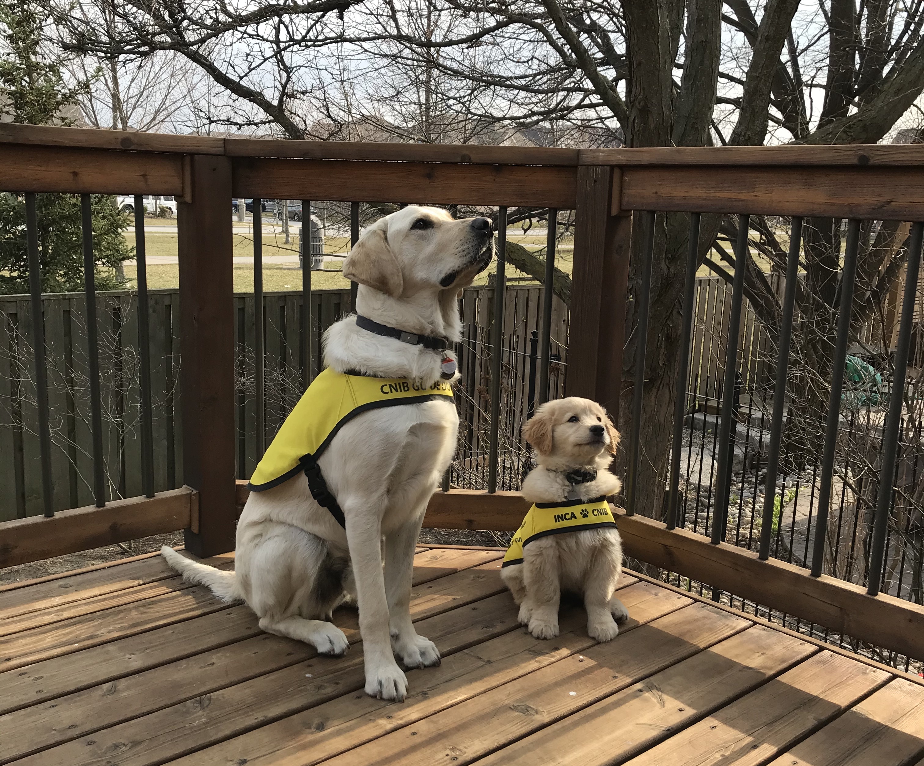 Deux futurs chiens-guides assis sur une terrasse arrière, portant des vestes jaune vif de futurs chiens-guides, concentrés sur leur éleveur de chiots (hors champ); l'un des chiens est un Labrador blond d'un an et l'autre un golden retriever de deux mois
