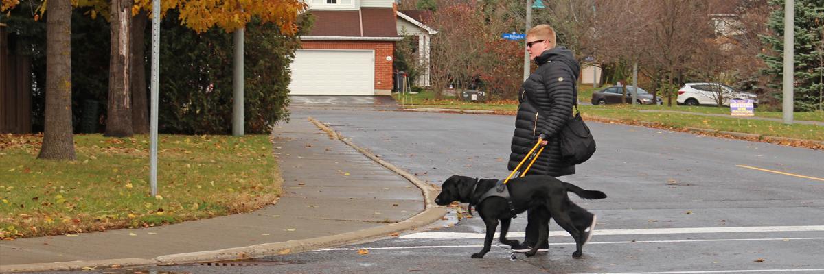 Une femme traverse la rue avec un Labrador noir portant un harnais jaune.