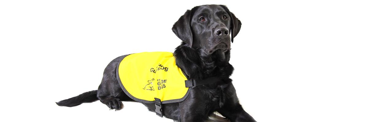 A Black Lab wearing a yellow vest.