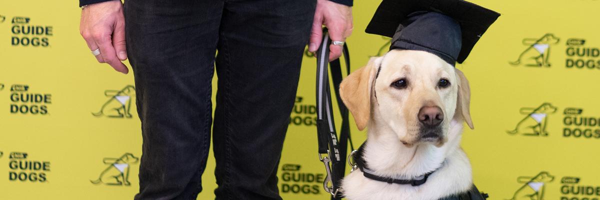 Un chien-guide portant un chapeau de diplômé.