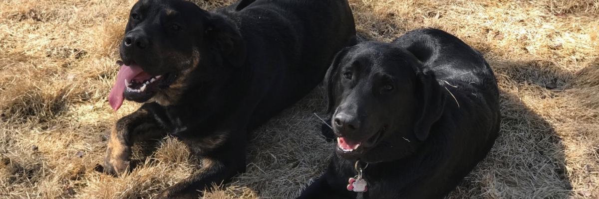 Deux Labradors noirs, l'un avec des pattes bringées, allongés sur l'herbe et regardant vers la caméra.
