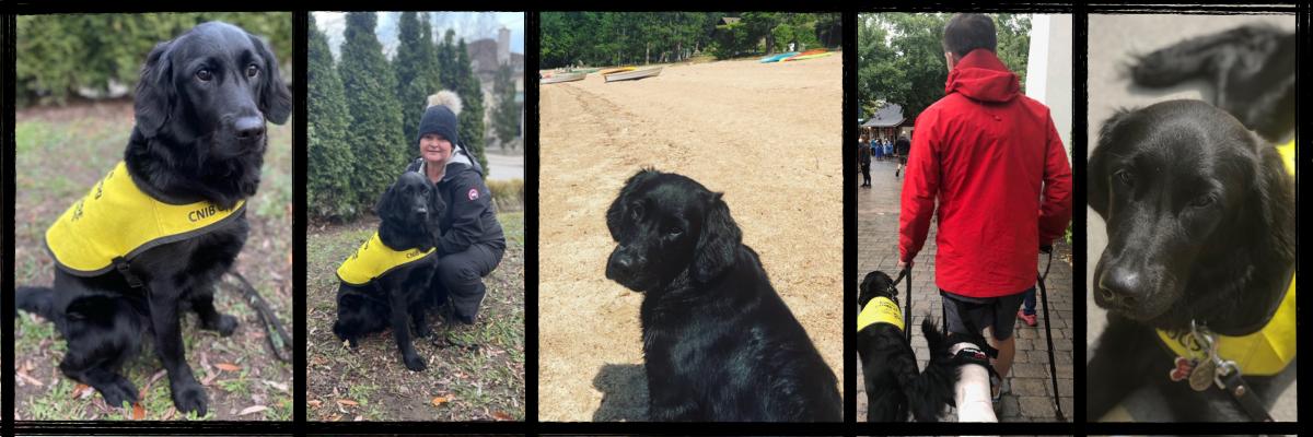 Collage of five photos, from left to right: Hero, a black Labrador-Retriever cross, wearing her Future Guide Dog vest and sitting outdoors on the leaves; Hero sitting next to her puppy raiser, Erin, who is kneeling down next to her; Hero sitting on a sandy beach; Hero walking with her puppy raiser who is wearing a cast on his foot and using a cane; Hero laying on the ground looking up at the camera.