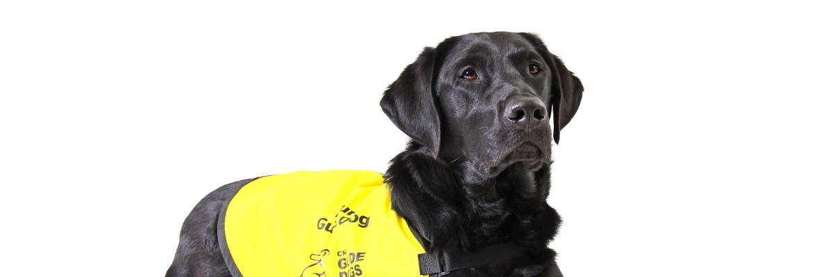Photo Black Lab guide dog wearing yellow vest