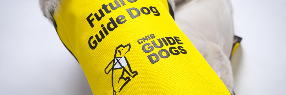 Yellow CNIB Guide Dog vest