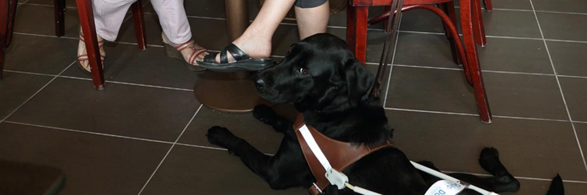 A black lab wearing a harness sits under a table in a cafe
