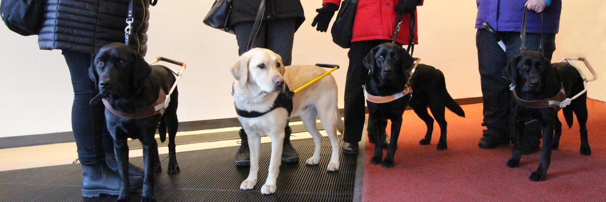 International guide dog sales day