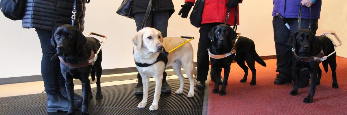 Four guide dogs (three black and one yellow), in their harnesses, standing beside their handlers.