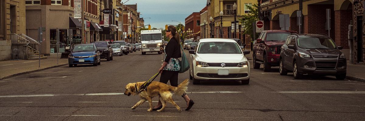 Une femme traverse la rue avec son chien-guide, un Golden Retriever.