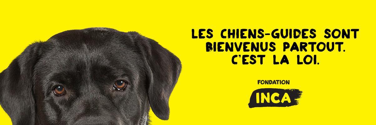 Une bannière jaune avec un labrador noir La bannière comporte ses yeux qui jettent un coup d'œil au bas de la page. Texte "Les chiens guides appartiennent partout. C'est la loi."