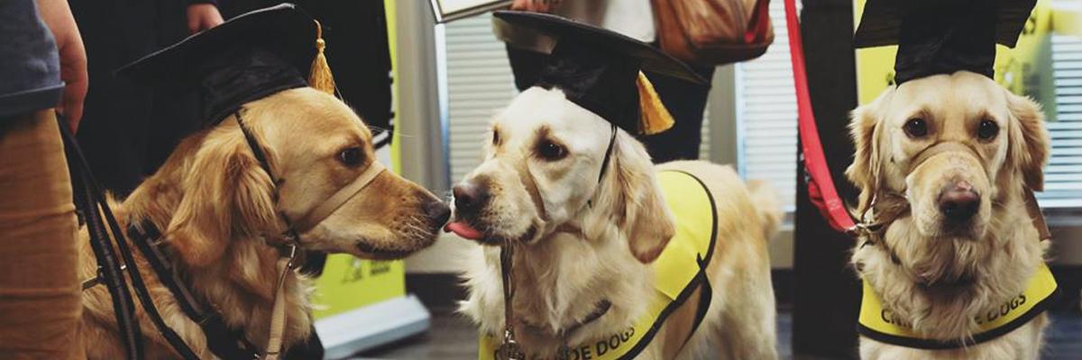 Three guide dogs in graduation caps.