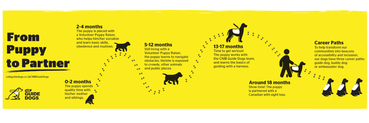 A graphic art illustration that follows the journey of when a puppy becomes a guide dog. 