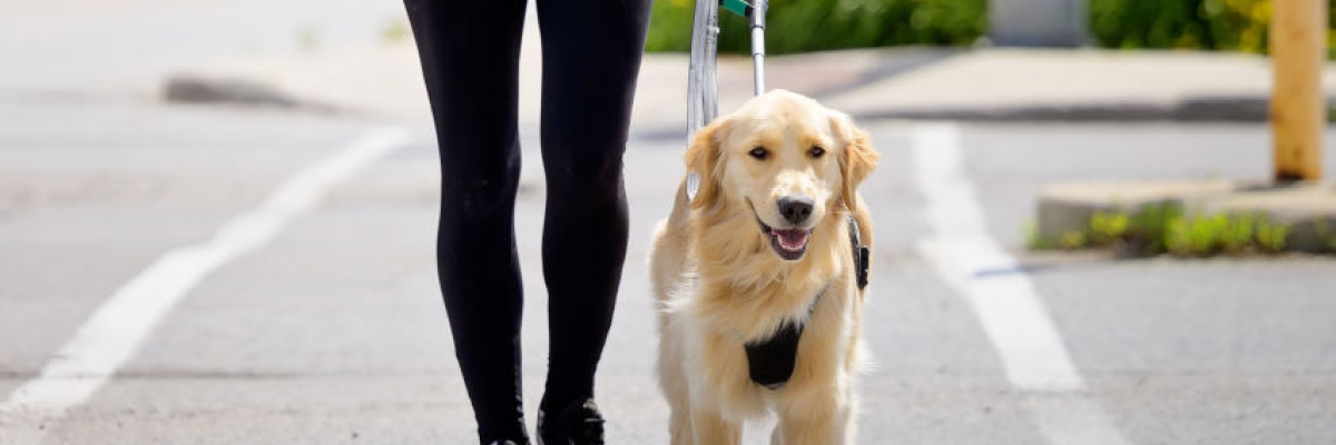 A yellow guide dog in harness and the torso of its handler. They are in motion and crossing an intersection.