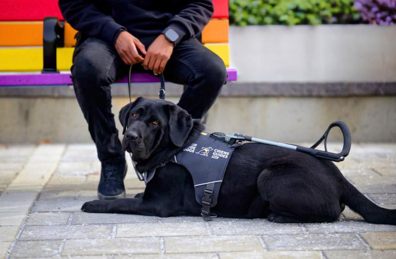 A black Labrador golden retriever cross wearing a CNIB Guide Dogs harness lies down at the feet of a person sitting on a bench.