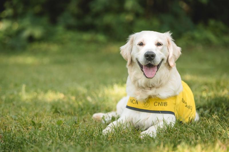 A golden retriever wearing a yellow CNIB future guide dog vest smiles and lies down on a field of grass.