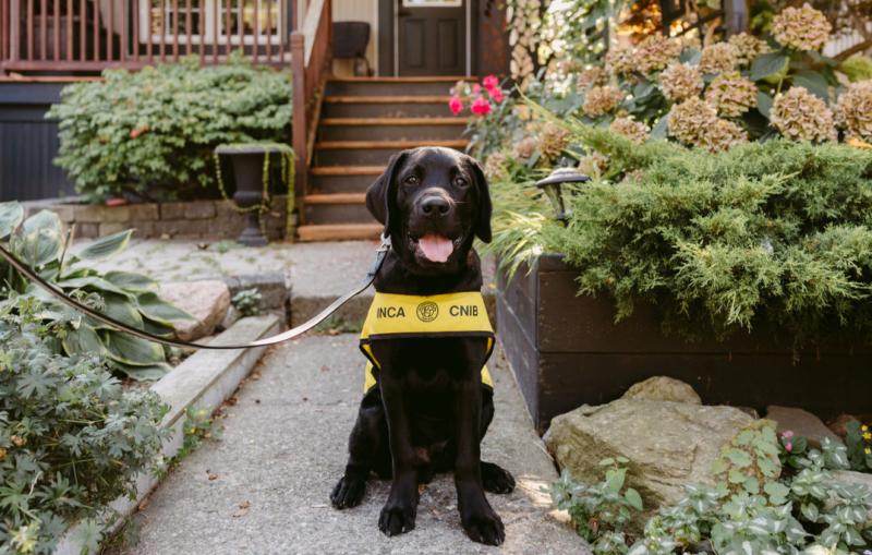 A black Labrador retriever puppy wearing a CNIB future guide dog vets smiles while sitting beside a flower bed in front of a porch.