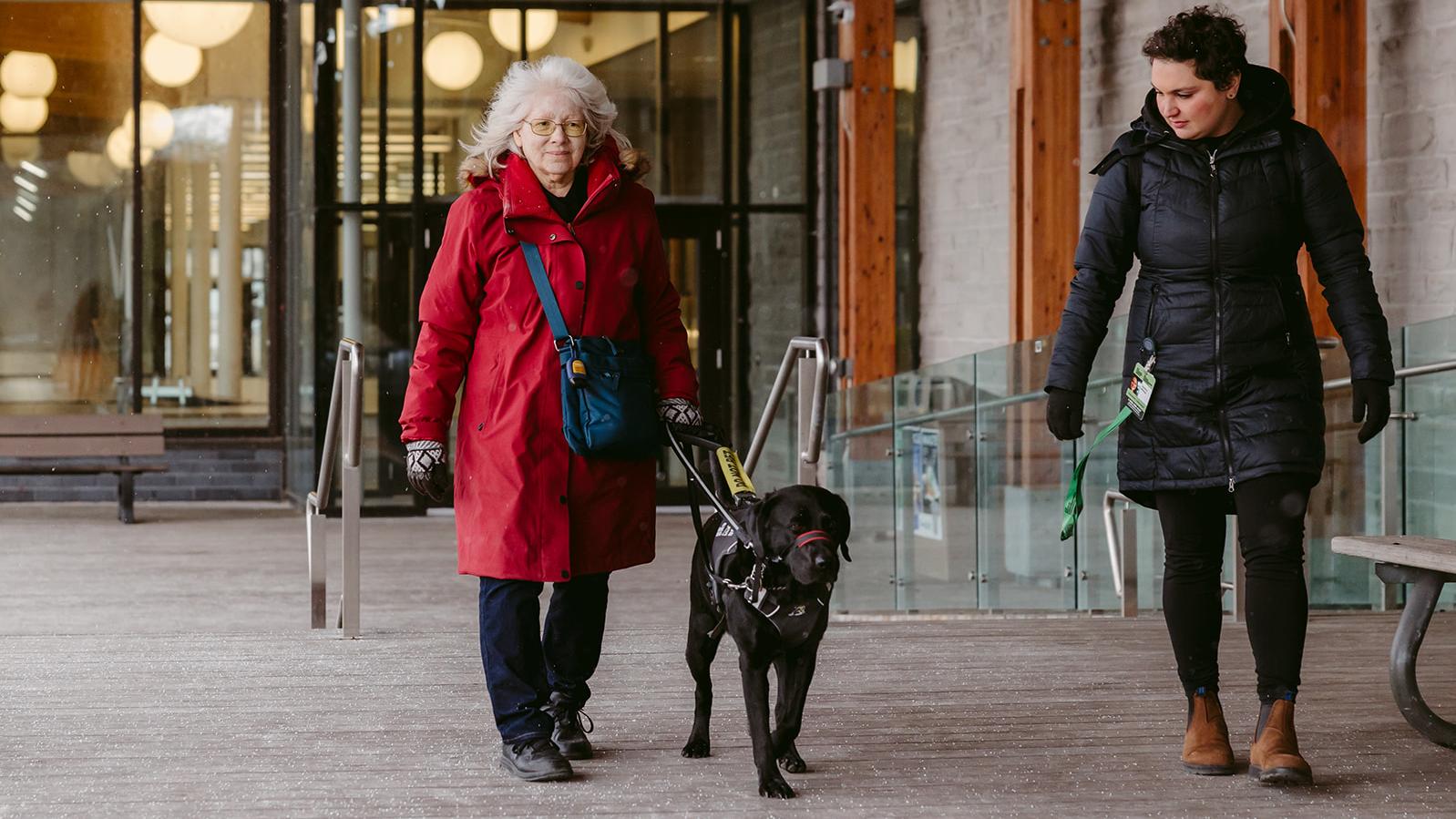 Cheri is guided outside of a building by her CNIB guide dog, Sassy, a black Labrador Retriever, who walks on her left side. Cheri’s female intervenor walks to the left of Sassy, observing her. The intervenor is wearing a winter coat.