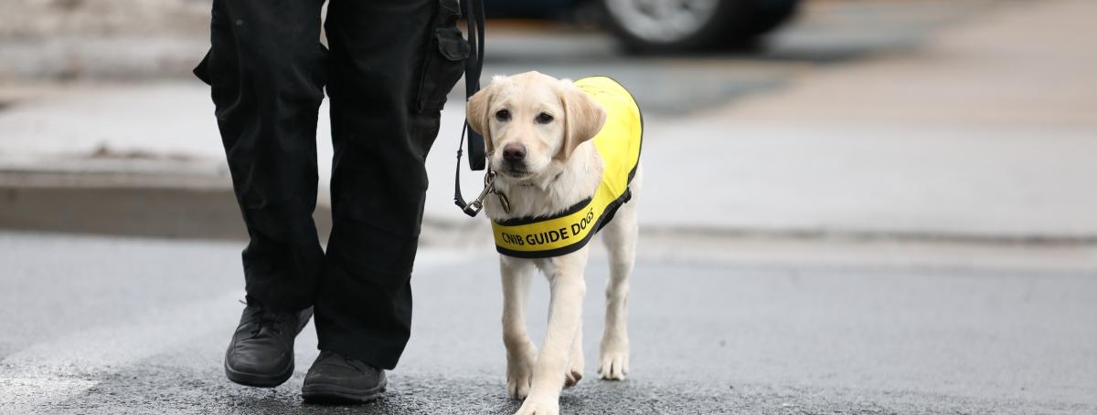 A golden lab. CNIB Guide Dog - puppy in training, wearing a yellow vest and leash. It is walking alongside a handler. 