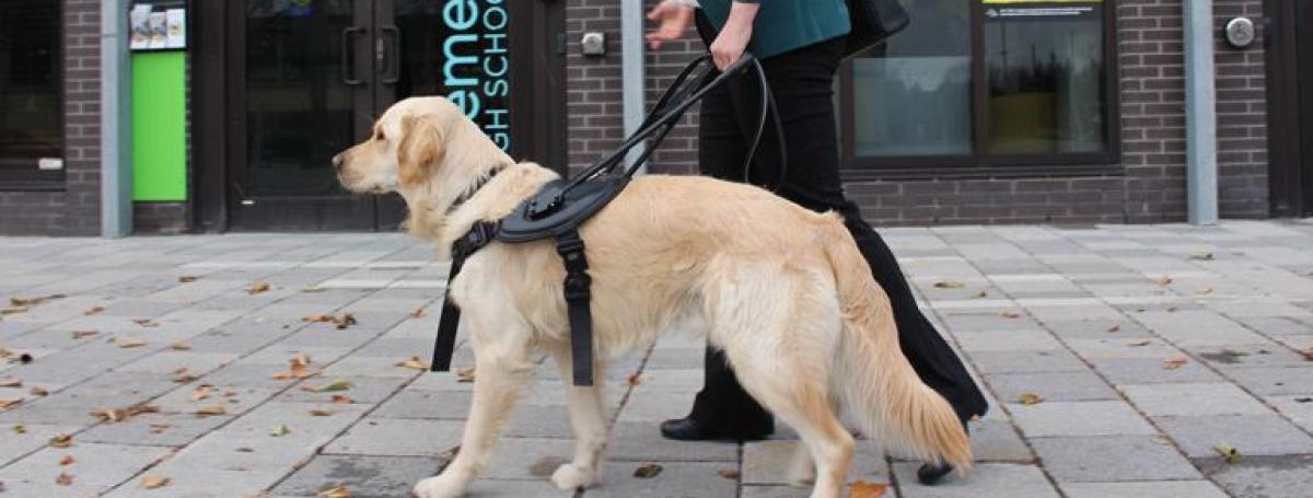 A woman walks with her guide dog. She is holding on to its harness with her left hand.
