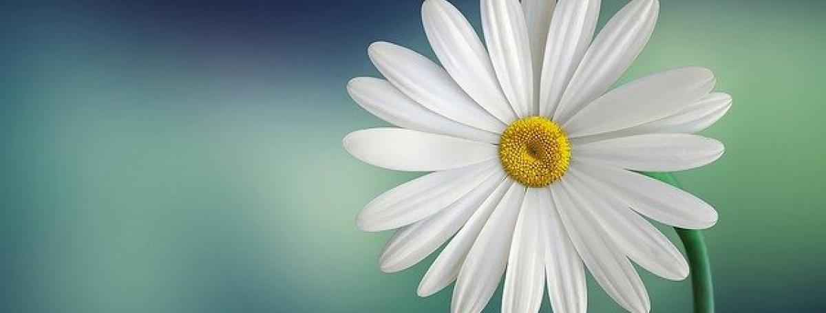 A white daisy flower.