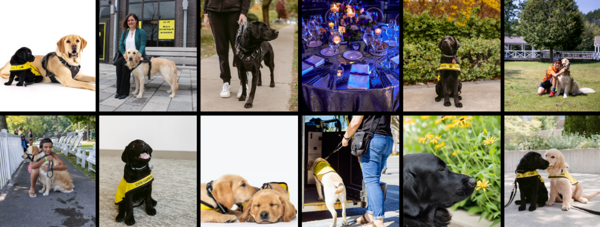 Composite image of CNIB clients with their Guide Dogs and other images of CNIB Guide Dog puppies