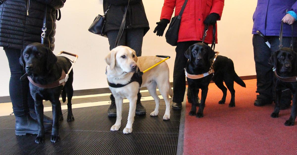 International guide dog sales day 2019