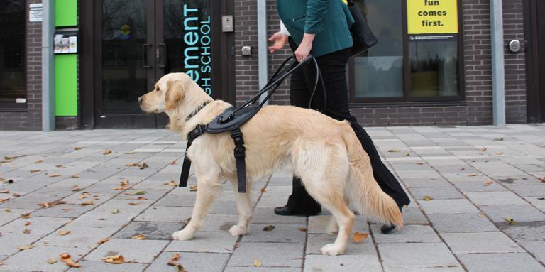 A woman walks with her guide dog. She is holding on to its harness with her left hand.