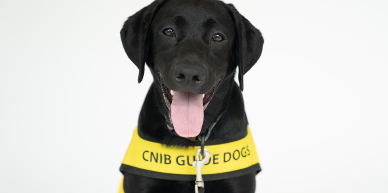 A black puppy wearing a yellow CNIB Guide Dog in Training vest, sits against a white background. The puppy sticks its tongue out.