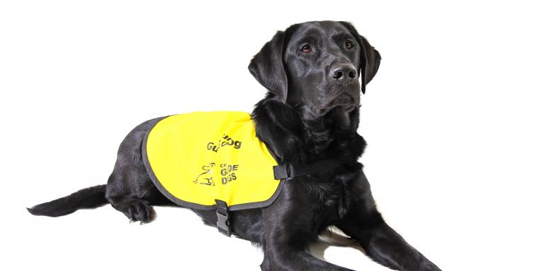 Photo of a black lab guide dog wearing a yellow vest