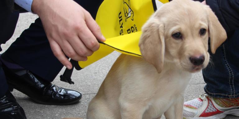 Hands placing a yellow vest on a Golden Retriever puppy